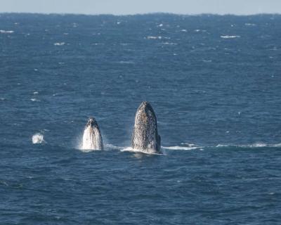 クジラがジャンプしている様子